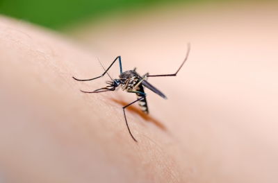 Zika virus and Pregnancy - Prevent Zika virus by avoiding mosquito bites