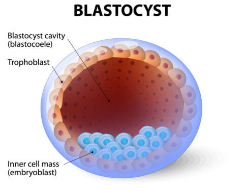 embryo grading