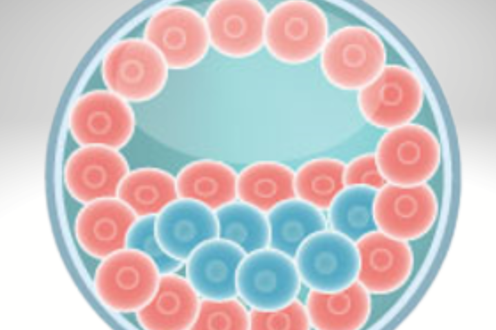 blastocyst embryo grading