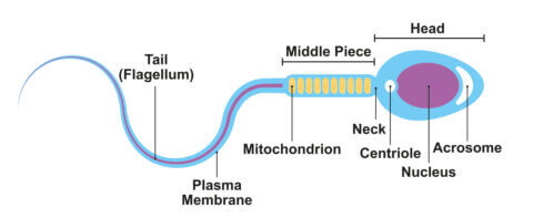 sperm analysis