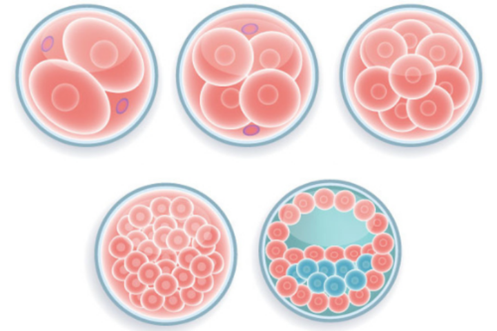 Learn the different stages of embryos and how embryos are graded