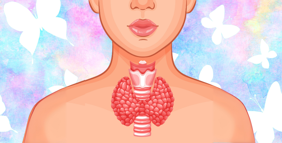 The thyroid is a butterfly shaped organ in the neck of both men and women.